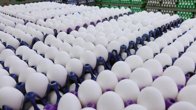 Eggs are moving along the production line. Sorting shop at a poultry farm. Agro-industrial company.
