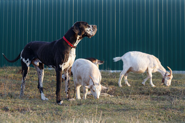 The dog Great Dane herding goats in the yard near the fence