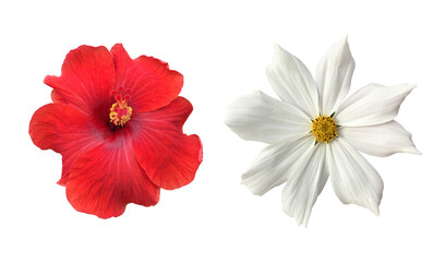 Isolated hibiscus or chinese rose and cosmos flower with clipping paths. © Sophon_Nawit
