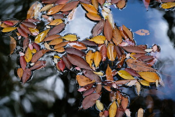 水面に浮かぶ落ち葉。秋の風景。