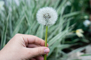 Lovely summer picture of a female hand holding dandelion against grass sunny background