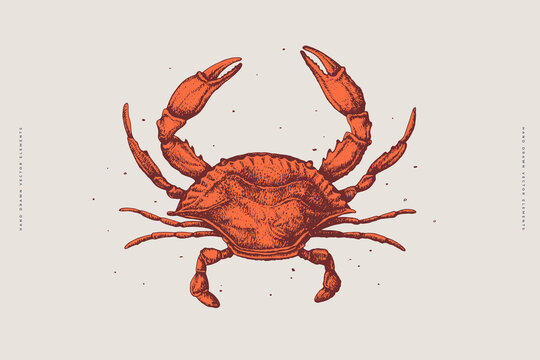 Hand-drawn red crab on a light background. Retro picture for the menu of fish restaurants, markets, and shops. Vector illustration in vintage engraving style.