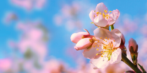Primavera o fondo con flor rosa. Hermosa escena de la naturaleza con árbol en flor. - obrazy, fototapety, plakaty