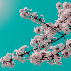 fleurs d& 39 arbre fleurissent au printemps