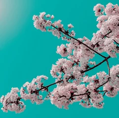 Printed kitchen splashbacks Turquoise tree flowers blossom in spring