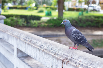 The Columba livia is birds live in anywhere this picture in the Thailand temple that it looking for someone for feeds add the bridge.
