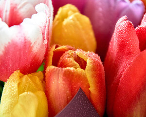 lots of tulips with water drops are a close bouquet for the holiday on March 8