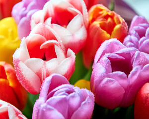 lots of tulips with water drops are a close bouquet for the holiday on March 8