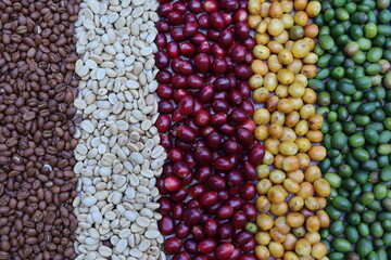 Mix of coffee beans and coffee tree blossom for background.Robusta and arabica  coffee berries by agriculturist hands,Worker Harvest arabica coffee berries on its branch, harvest concept.