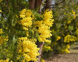 Mimosa en fleurs dans le sud de la France