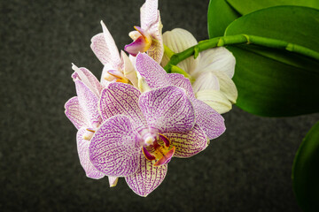 Pink striped  wit points orchid flower Phalaenopsis 'Demi Deroose' known as Moth Orchid against a blurred dark background. Selective focus Close-up. Nature concept for design.