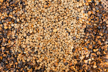 Naturally husked coffee beans in a bamboo tray