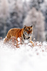 male Siberian tiger (Panthera tigris tigris) in a winter landscape with snow © michal