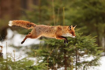 red fox (Vulpes vulpes) captured and frozen in a jump