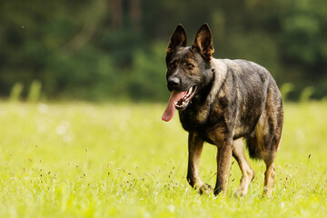 female German Shepherd Dog running she's coming in tired