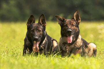German Shepherd Dog running two females lying side by side in the grass close up