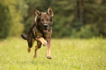 female German Shepherd Dog when running fast, stopped in mid-air