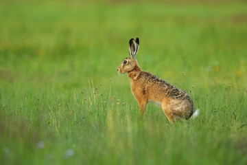 European hare (Lepus europaeus) soon from spring in new grass