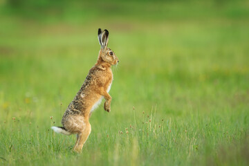 European hare (Lepus europaeus) standing on his hind legs listening and looking around © michal