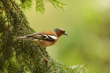 male common chaffinch (Fringilla coelebs) on the spruce branches