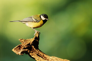Great tit (Parus major) with a pretty light