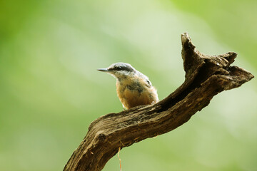 Eurasian nuthatch, (Sitta europaea) on a branch with a light green background