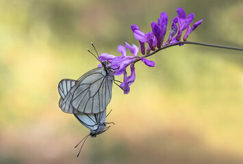Pair of Hawthorn Butterfly (Aporia crataegi) on lilac flower
