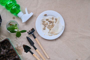 Sprouted pumpkin seeds and tools for planting seedlings. Gardening concept.Seedlings. home gardening. 