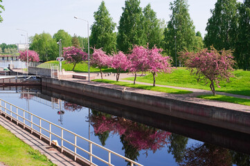Canal lock, crab apple trees in full bloom. City of Joensuu, Finland. - obrazy, fototapety, plakaty