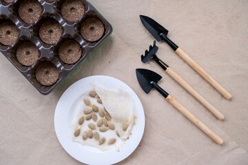 Sprouted pumpkin seeds and tools for planting seedlings. Gardening concept.Seedlings. home gardening. 