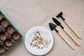 Sprouted pumpkin seeds and tools for planting seedlings. Gardening concept.Seedlings. home gardening. 