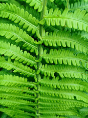 beautiful background of fresh bright green leaf close-up with veins on a sunny day