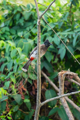 Red Vented Bulbul on a tree and resting,kadamakkudi,kerala