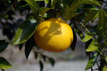 カワナツダイダイ