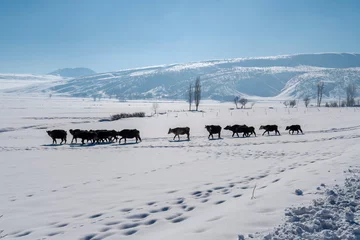 Fotobehang Winter landscape view in Bitlis Province of Turkey © nejdetduzen
