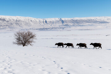 Naklejka premium Winter landscape view in Bitlis Province of Turkey