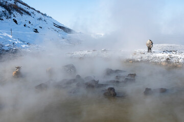 Animals are taking bath with boys at geothermal pool in Bitlis Province of Turkey