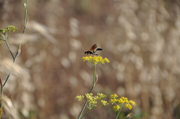 Great black hornet in the field. Bee on a yellow flower in movement.