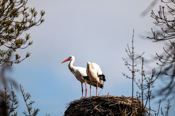 stork in the nest