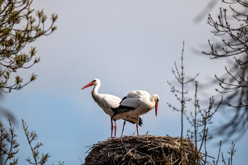  stork in nest