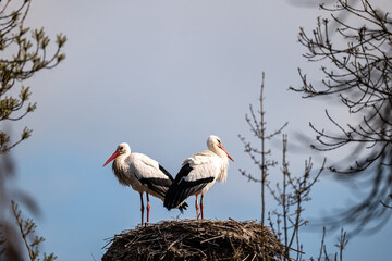stork in the nest © marguerite