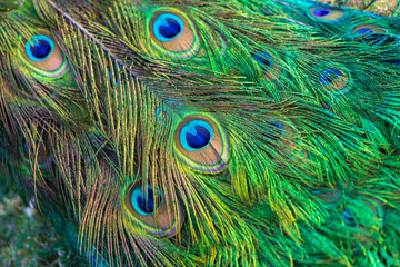 Peacock tail close up photo, colorful feathers