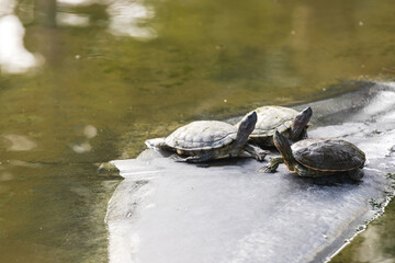 Three turtles sitting on a stone in small wild pond