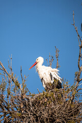 white stork in the nest
