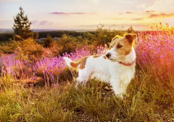 Cute dog puppy listening in a purple lavender wild flower herb field. Pet hiking, walking in spring or summer.
