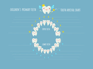 Children's  primary teeth tooth arrival chart..Temporary teeth - names, groups, period of eruption and shedding of the children. Vector illustration, baby teeth.