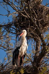 stork in the nest