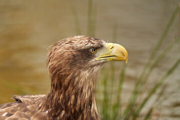 Fototapeta premium A detailed bald eagle head, yellow bill. The bird sits on the edge of the water, scanning the water's surface for fish