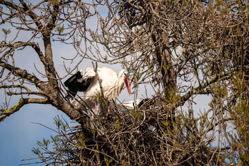 stork in the nest