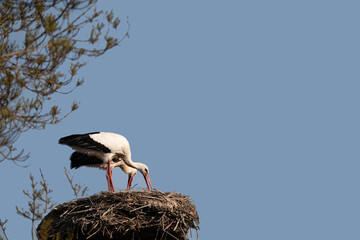 stork in the nest